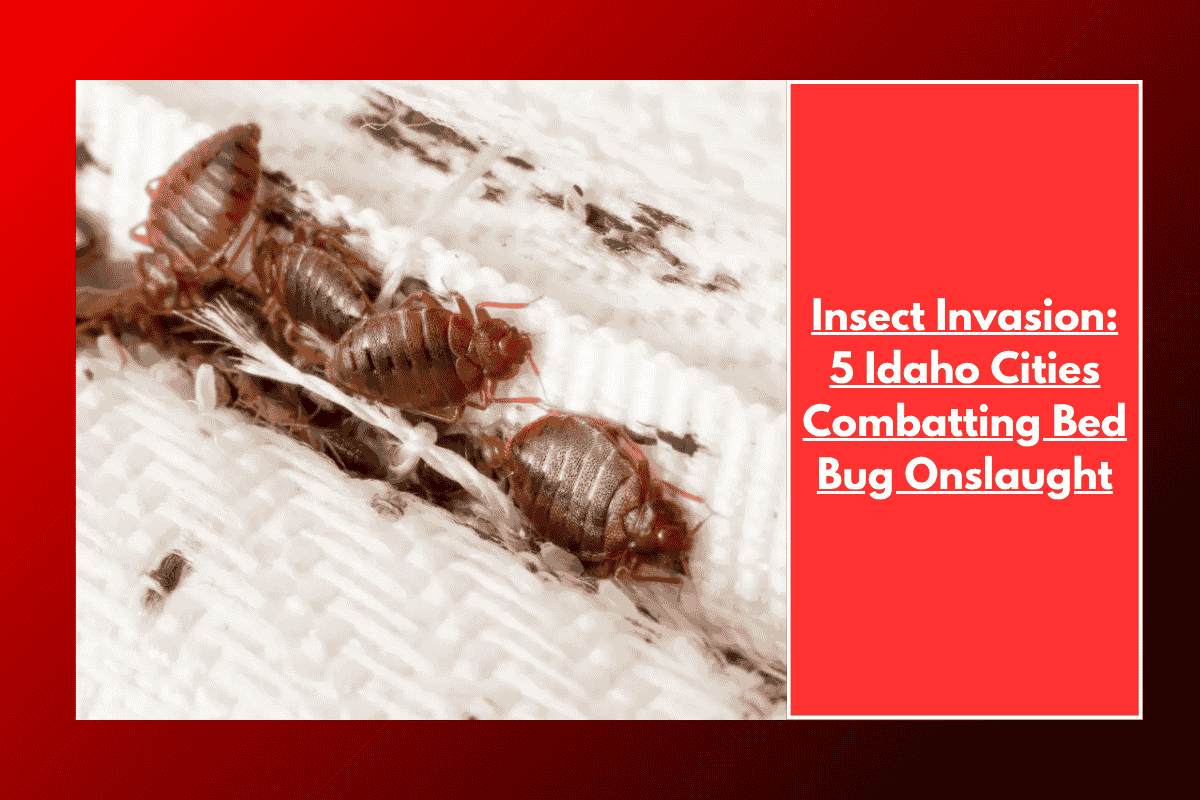 Insect Invasion: 5 Idaho Cities Combatting Bed Bug Onslaught