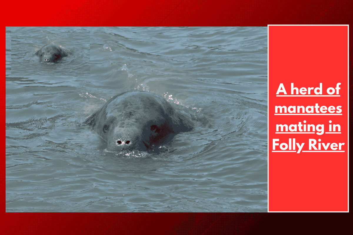 A herd of manatees mating in Folly River