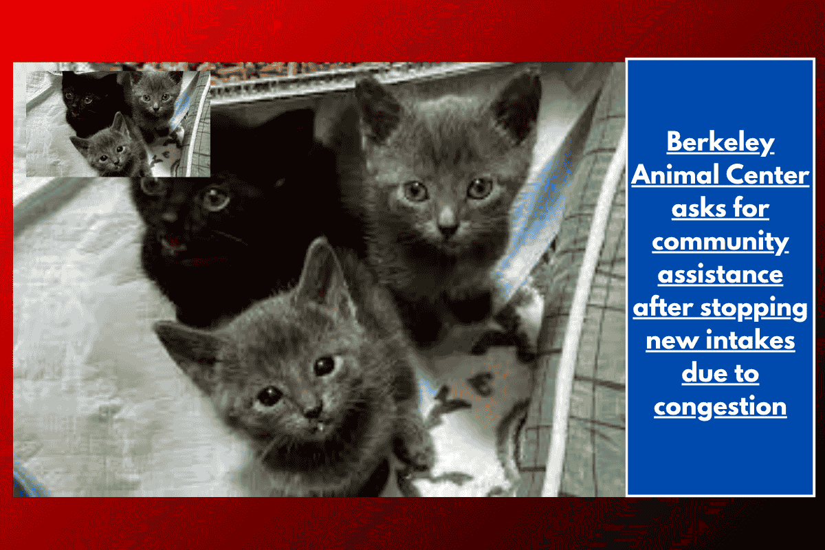 Berkeley Animal Center asks for community assistance after stopping new intakes due to congestion
