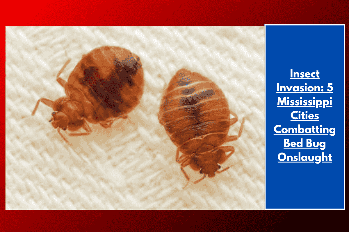 Insect Invasion: 5 Mississippi Cities Combatting Bed Bug Onslaught