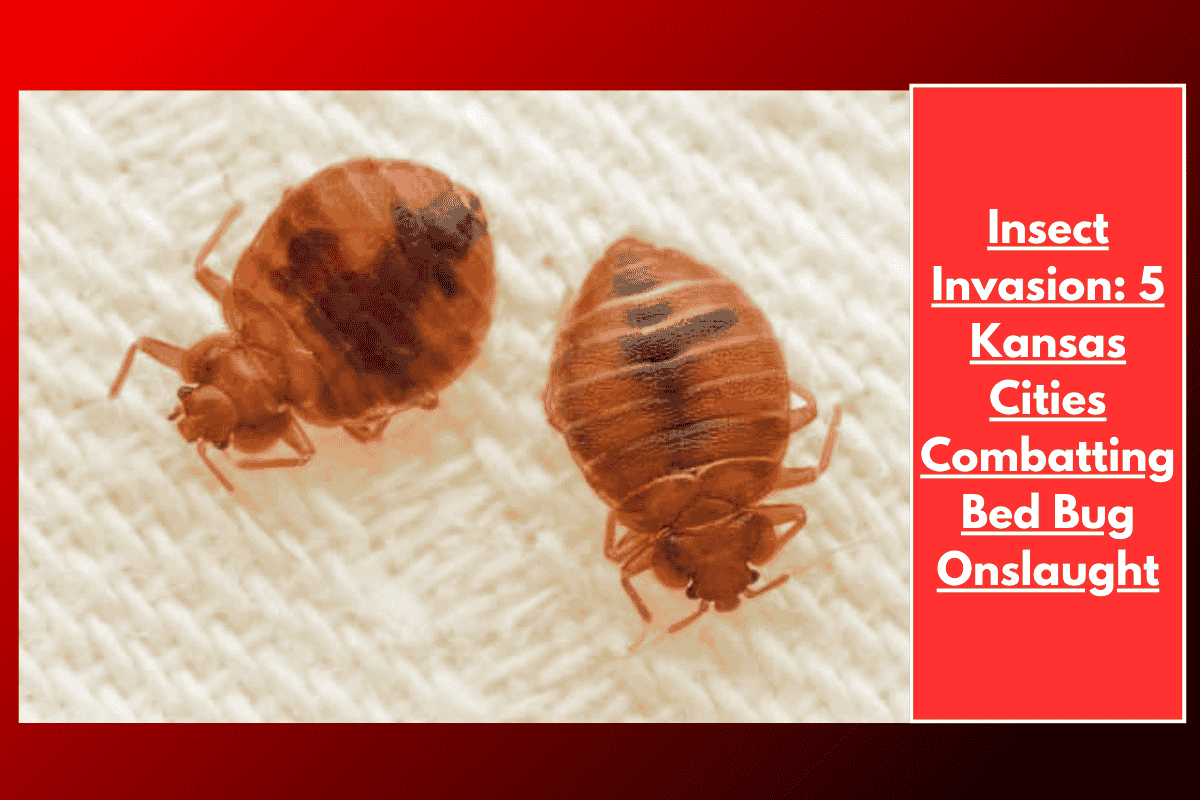 Insect Invasion: 5 Kansas Cities Combatting Bed Bug Onslaught