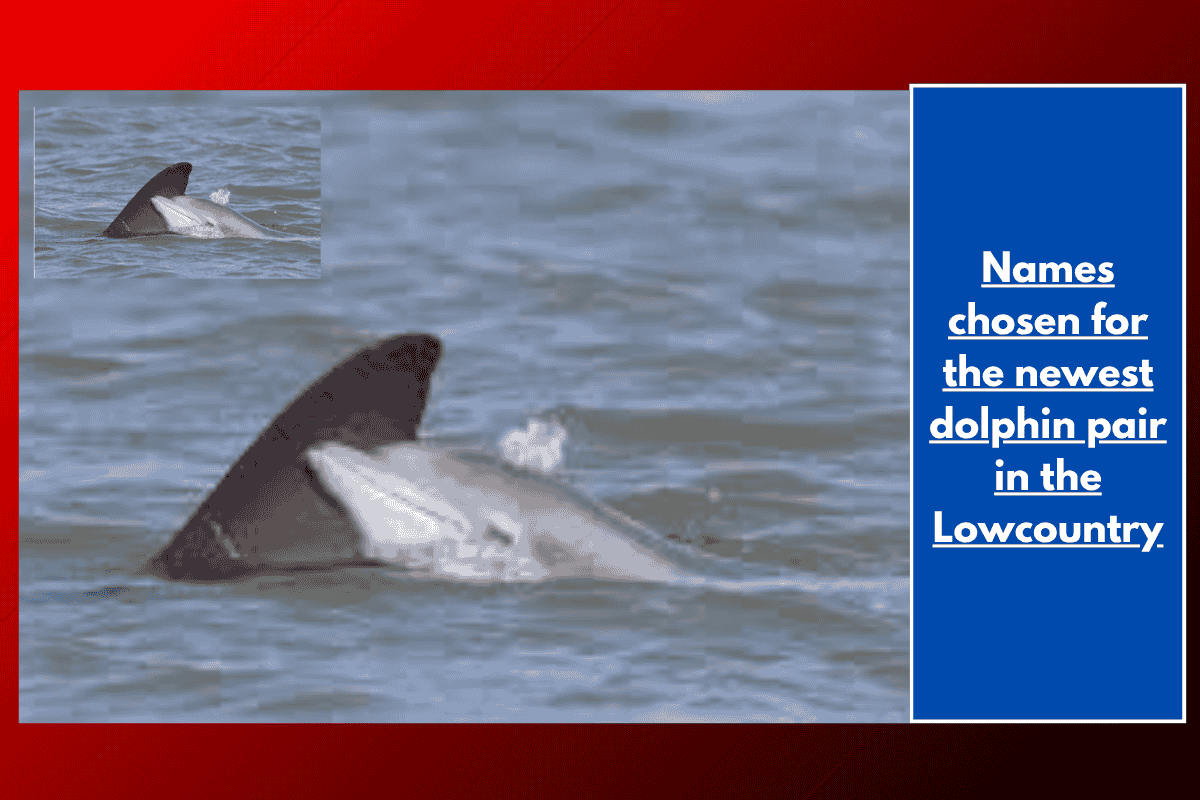 Names chosen for the newest dolphin pair in the Lowcountry