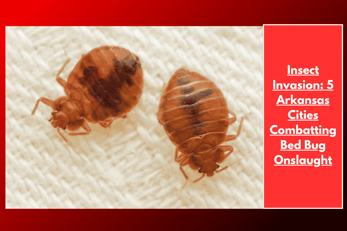 Insect Invasion: 5 Arkansas Cities Combatting Bed Bug Onslaught