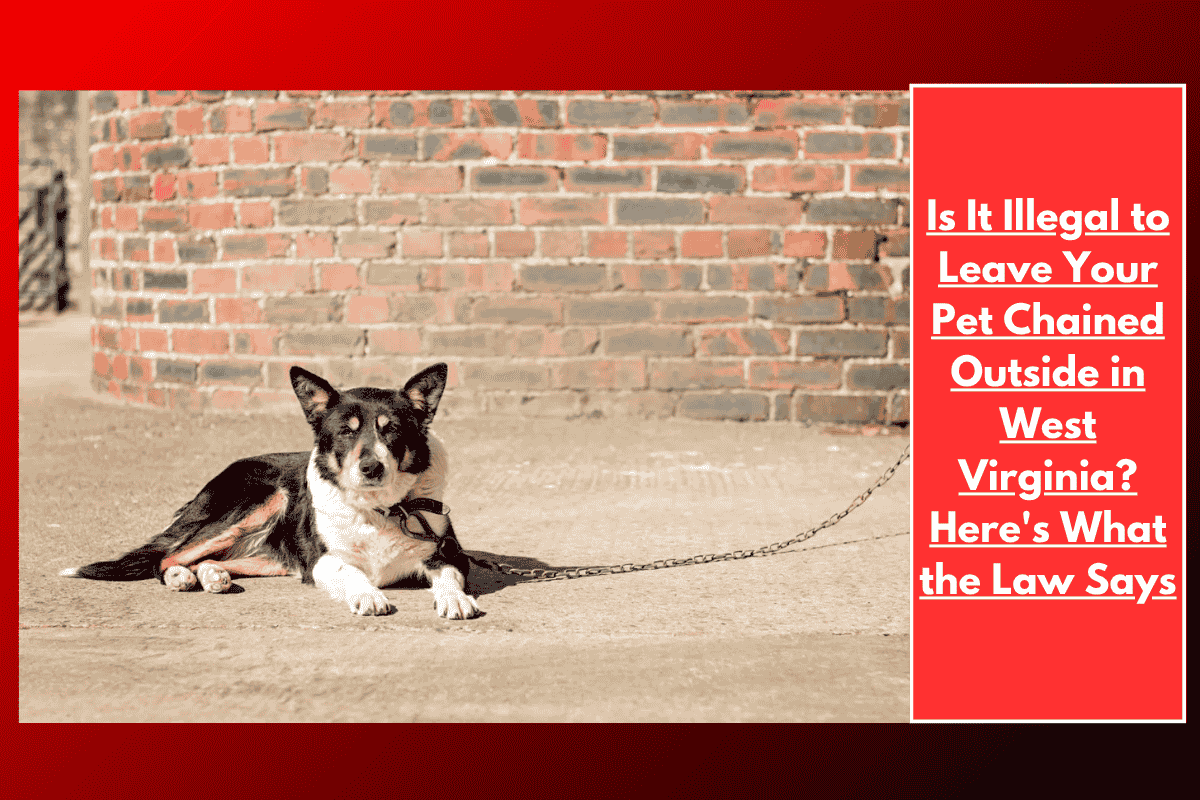Is It Illegal to Leave Your Pet Chained Outside in West Virginia? Here's What the Law Says