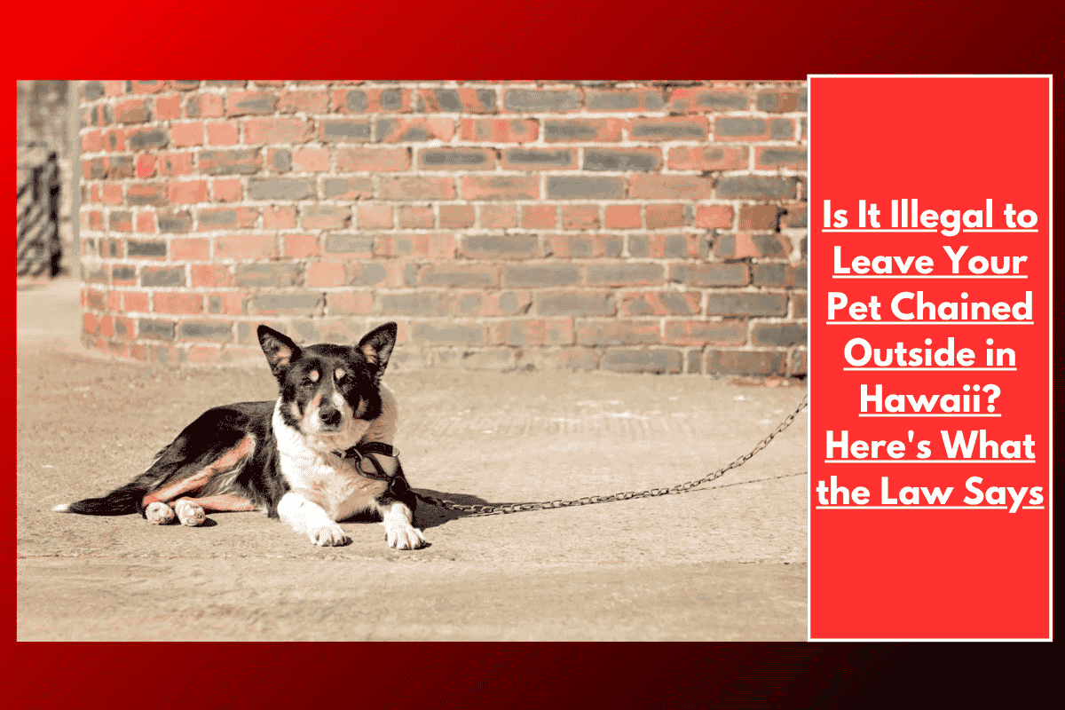 Is It Illegal to Leave Your Pet Chained Outside in Hawaii? Here's What the Law Says