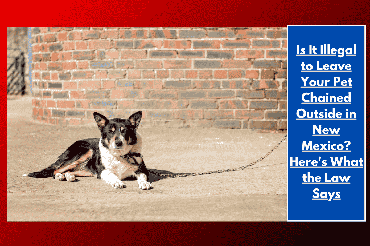 Is It Illegal to Leave Your Pet Chained Outside in New Mexico? Here's What the Law Says