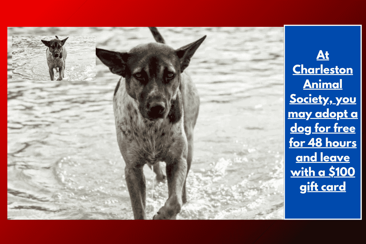 At Charleston Animal Society, you may adopt a dog for free for 48 hours and leave with a $100 gift card