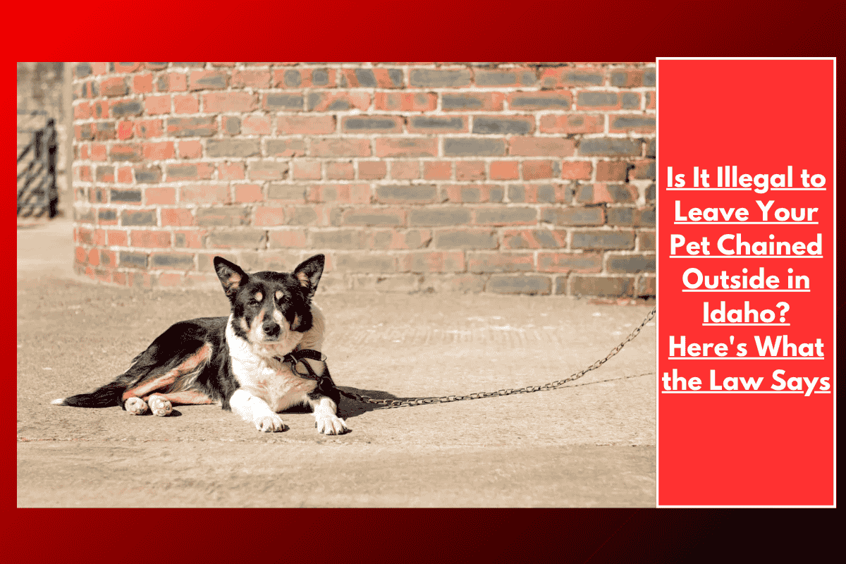 Is It Illegal to Leave Your Pet Chained Outside in Idaho? Here's What the Law Says