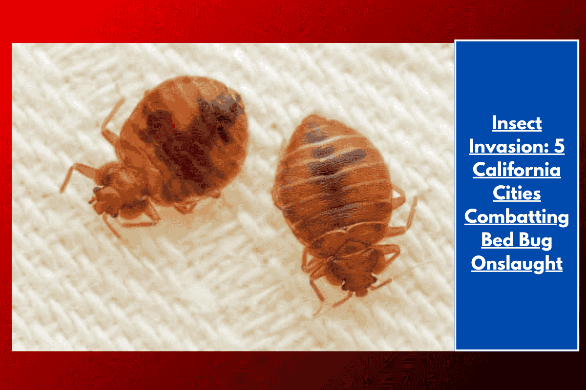 Insect Invasion: 5 California Cities Combatting Bed Bug Onslaught