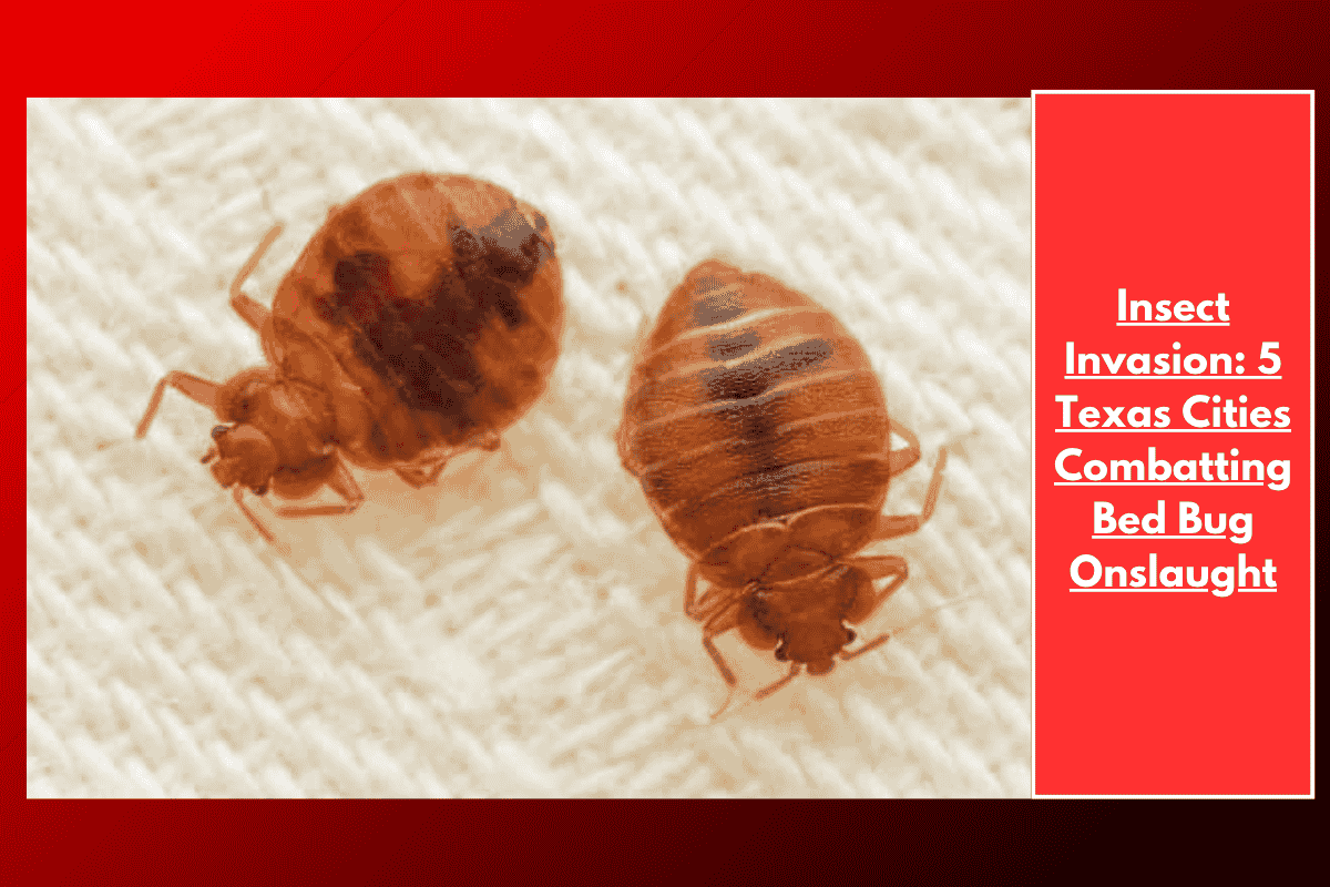 Insect Invasion: 5 Texas Cities Combatting Bed Bug Onslaught