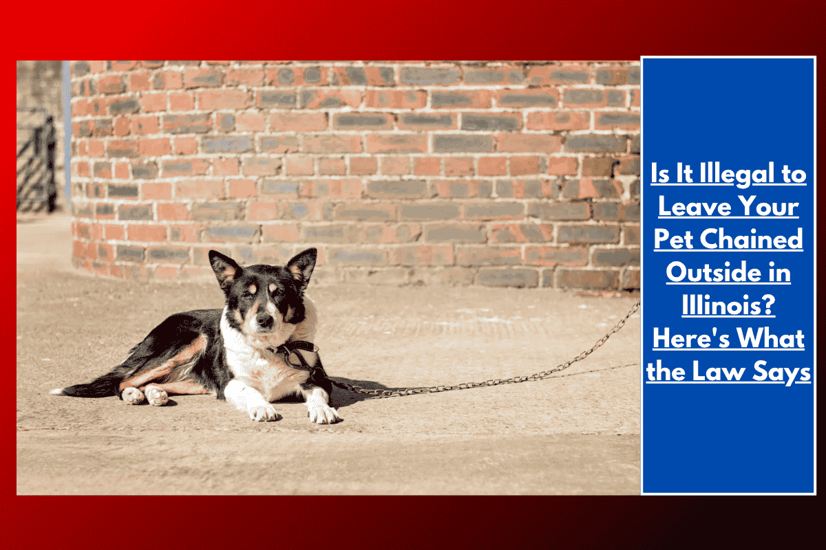Is It Illegal to Leave Your Pet Chained Outside in IIIinois? Here's What the Law Says