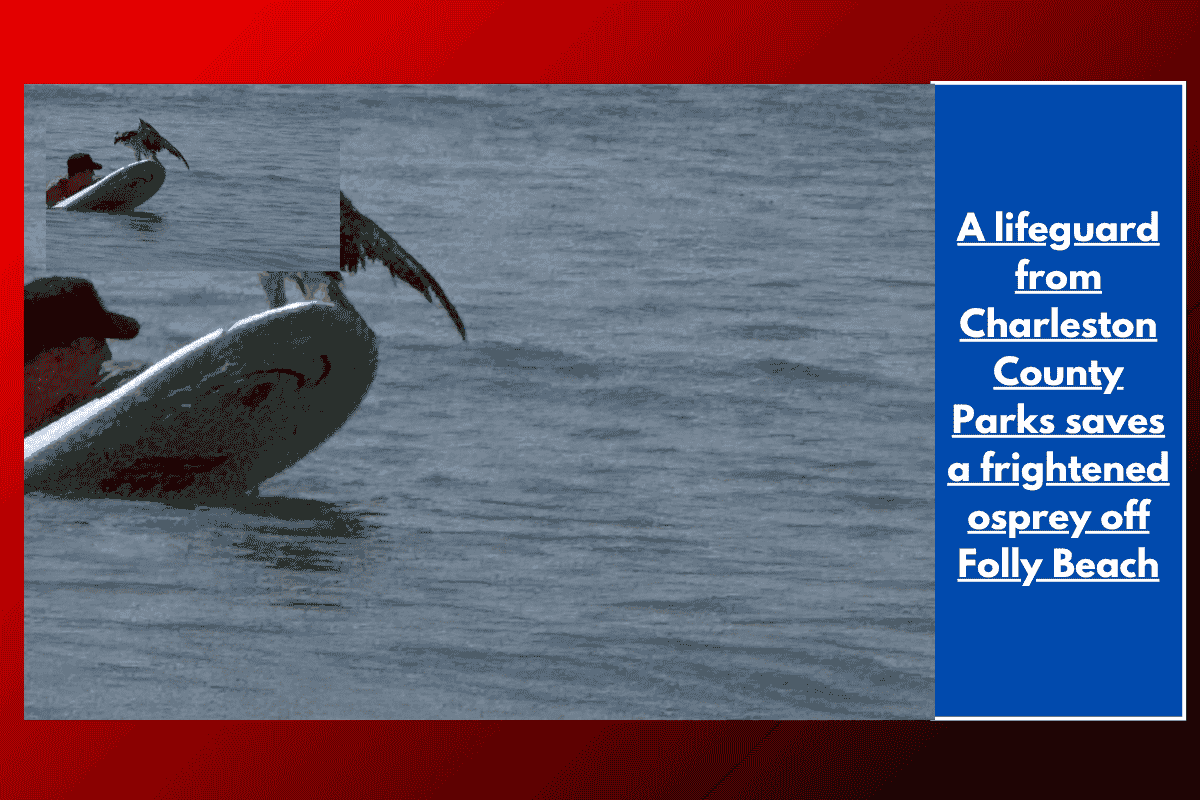A lifeguard from Charleston County Parks saves a frightened osprey off Folly Beach