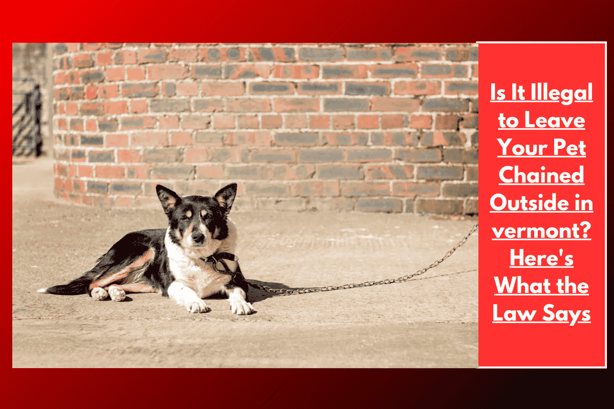 Is It Illegal to Leave Your Pet Chained Outside in vermont? Here's What the Law Says