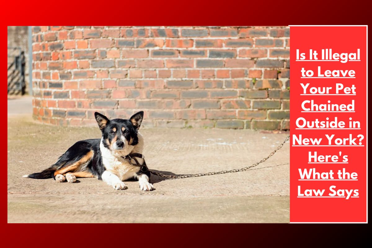 Is It Illegal to Leave Your Pet Chained Outside in New York? Here's What the Law Says