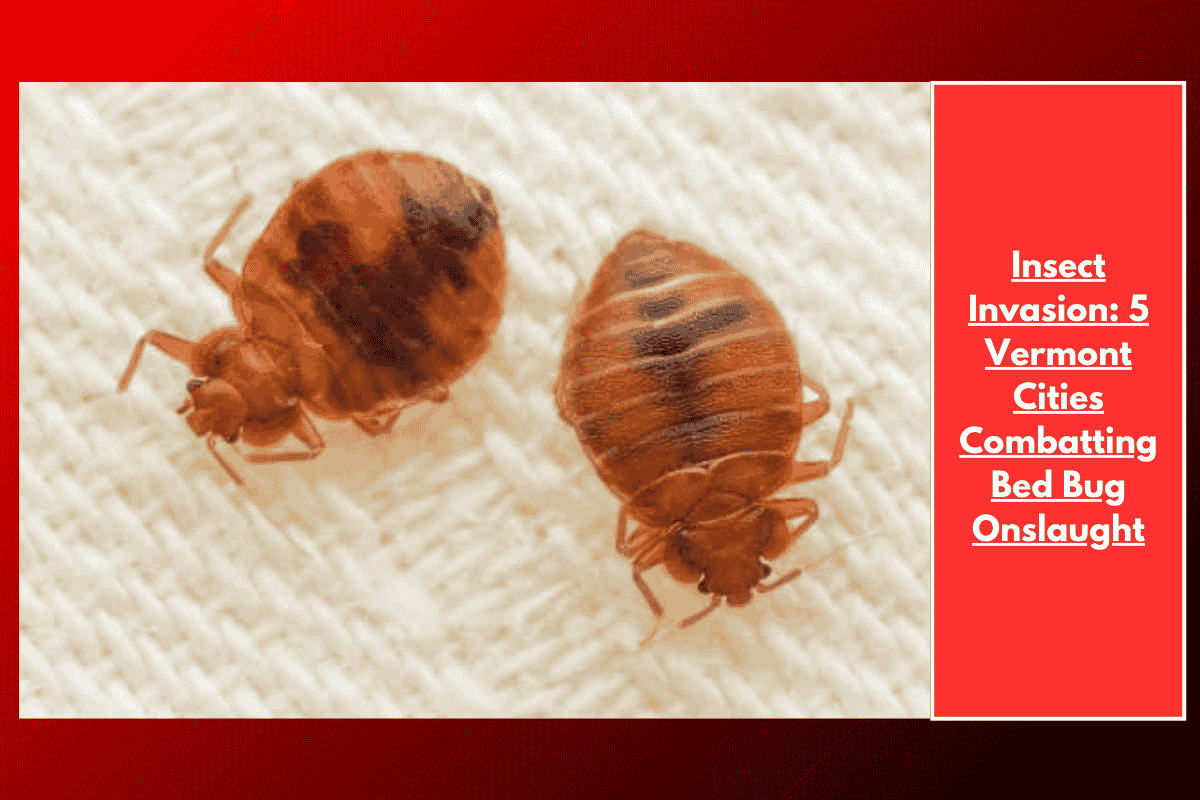 Insect Invasion: 5 Vermont Cities Combatting Bed Bug Onslaught