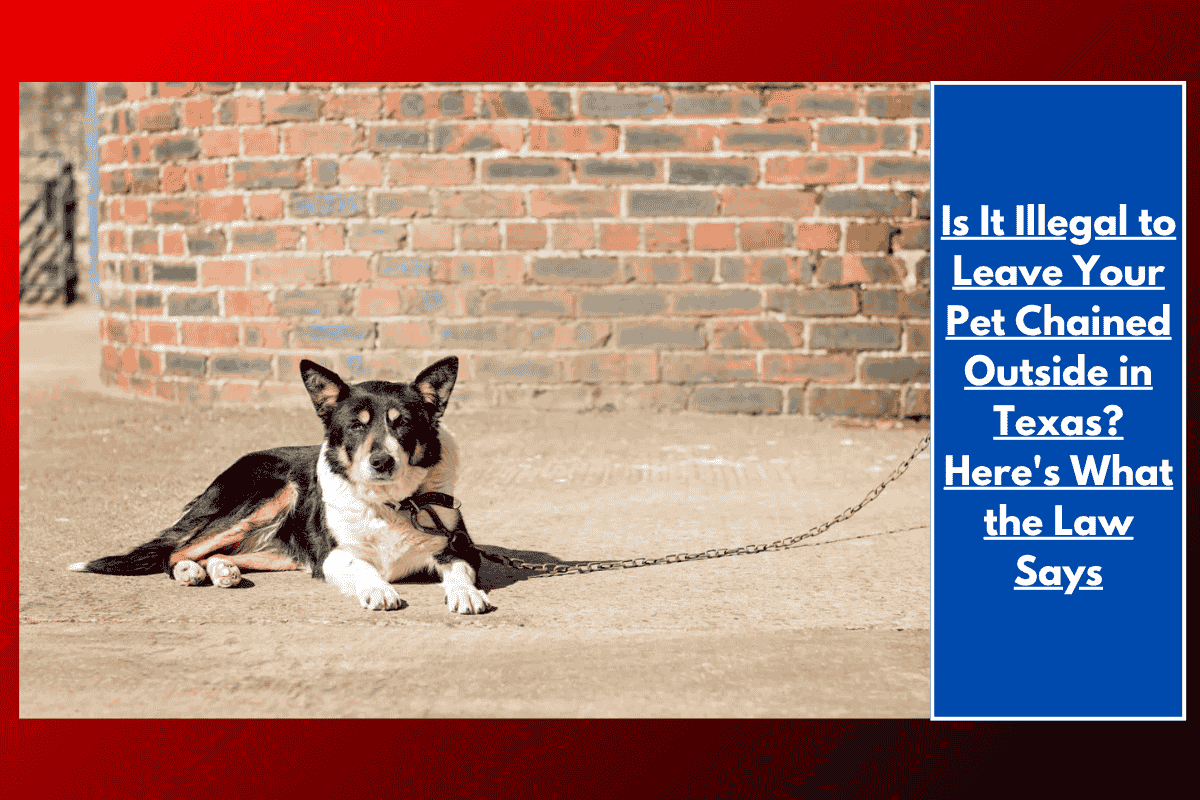 Is It Illegal to Leave Your Pet Chained Outside in Texas? Here's What the Law Says
