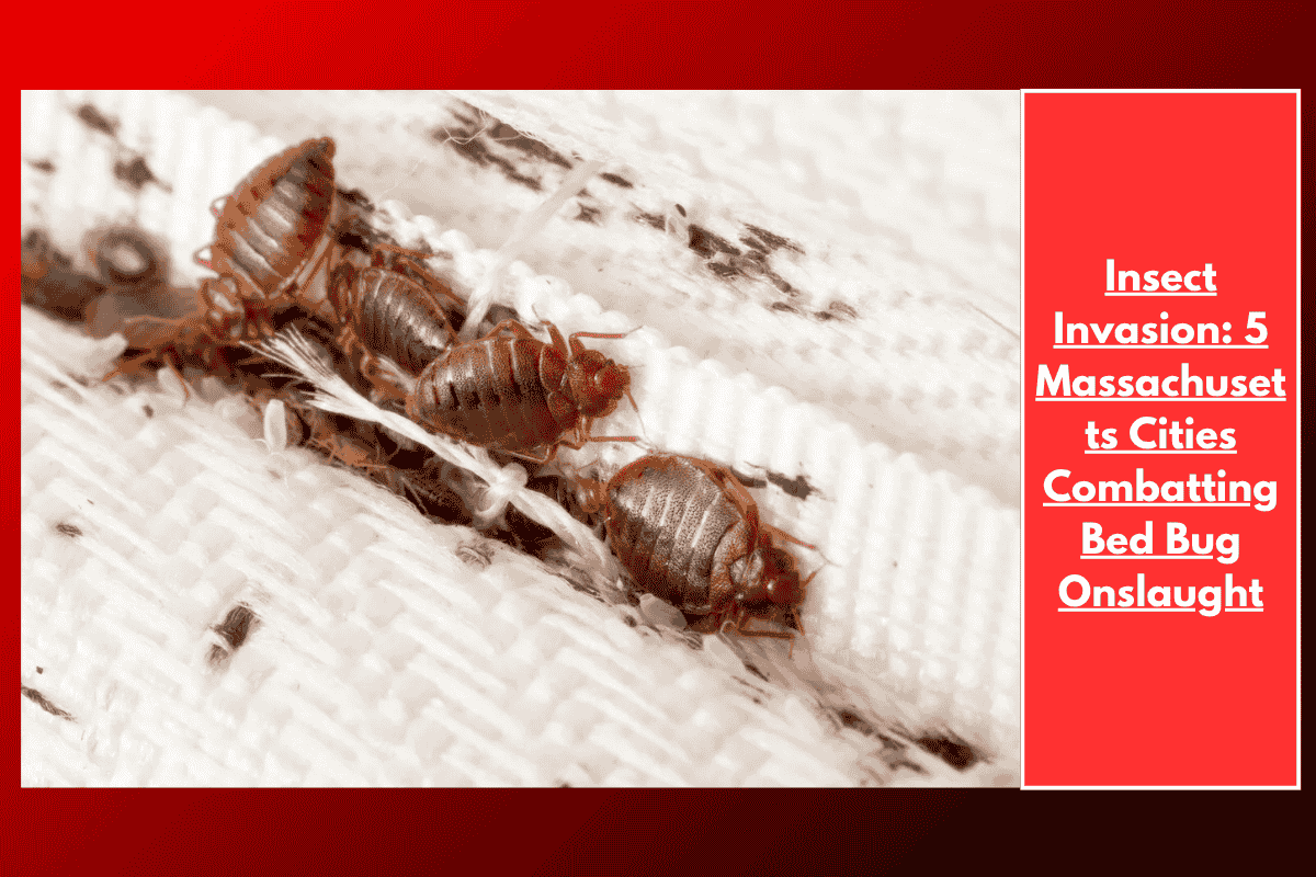 Insect Invasion: 5 Massachusetts Cities Combatting Bed Bug Onslaught