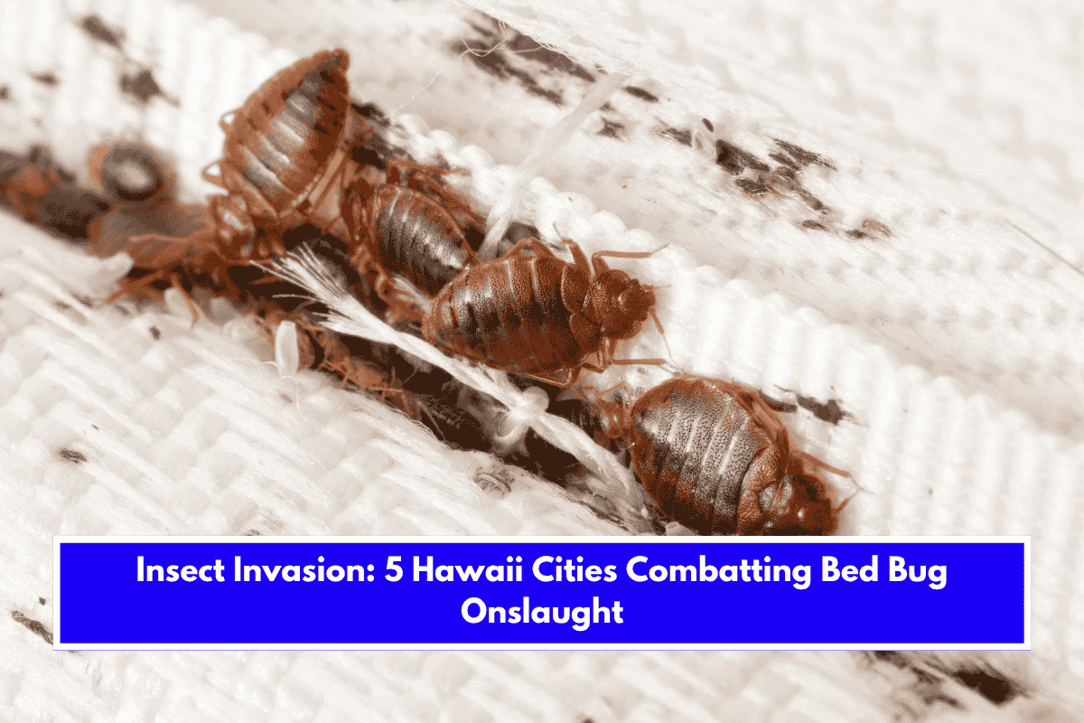 Insect Invasion 5 Hawaii Cities Combatting Bed Bug Onslaught