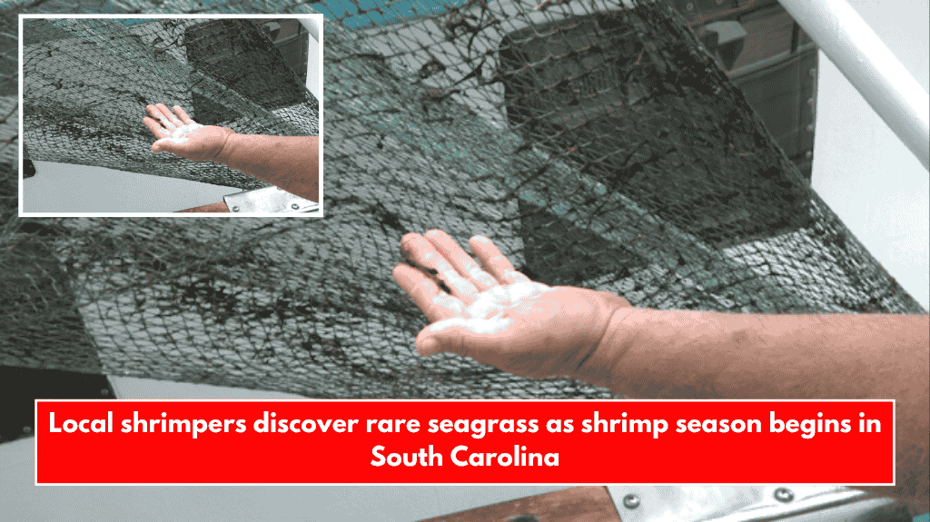 Local shrimpers discover rare seagrass as shrimp season begins in South Carolina