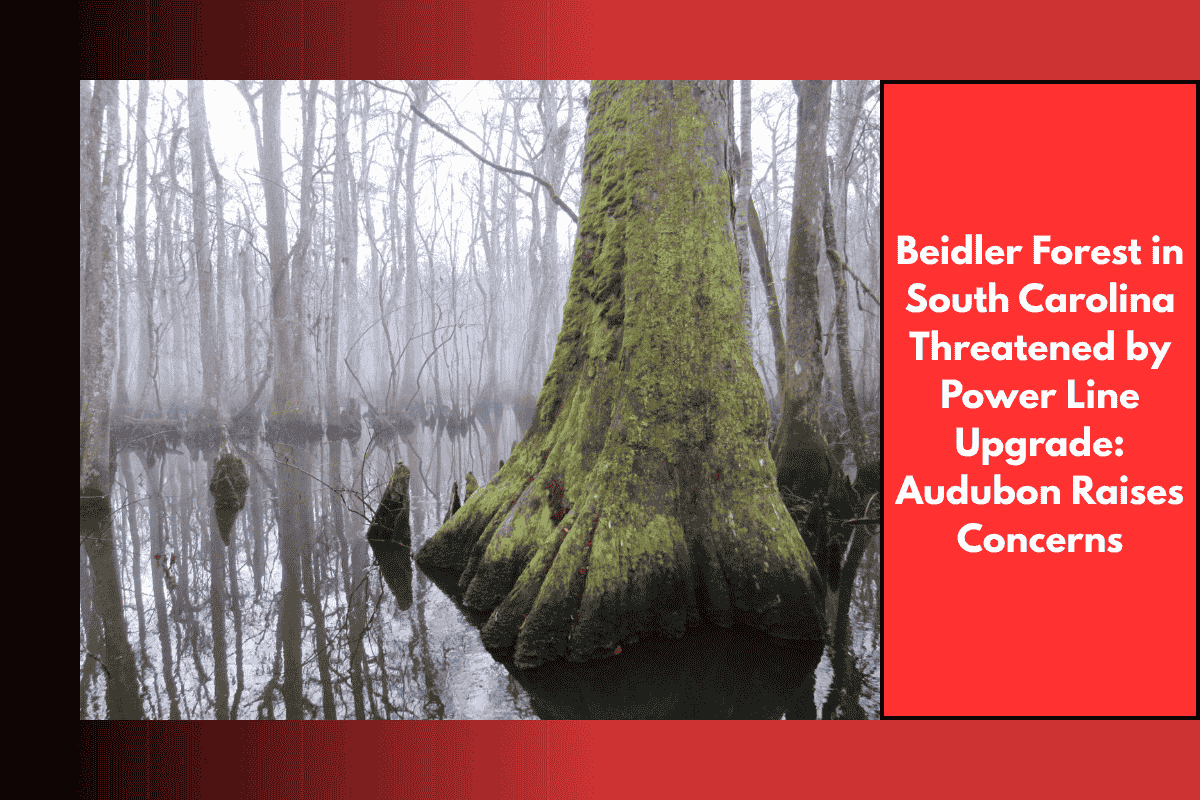 Beidler Forest in South Carolina Threatened by Power Line Upgrade Audubon Raises Concerns