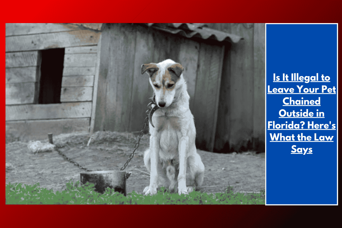 Is It Illegal to Leave Your Pet Chained Outside in Florida? Here's What the Law Says