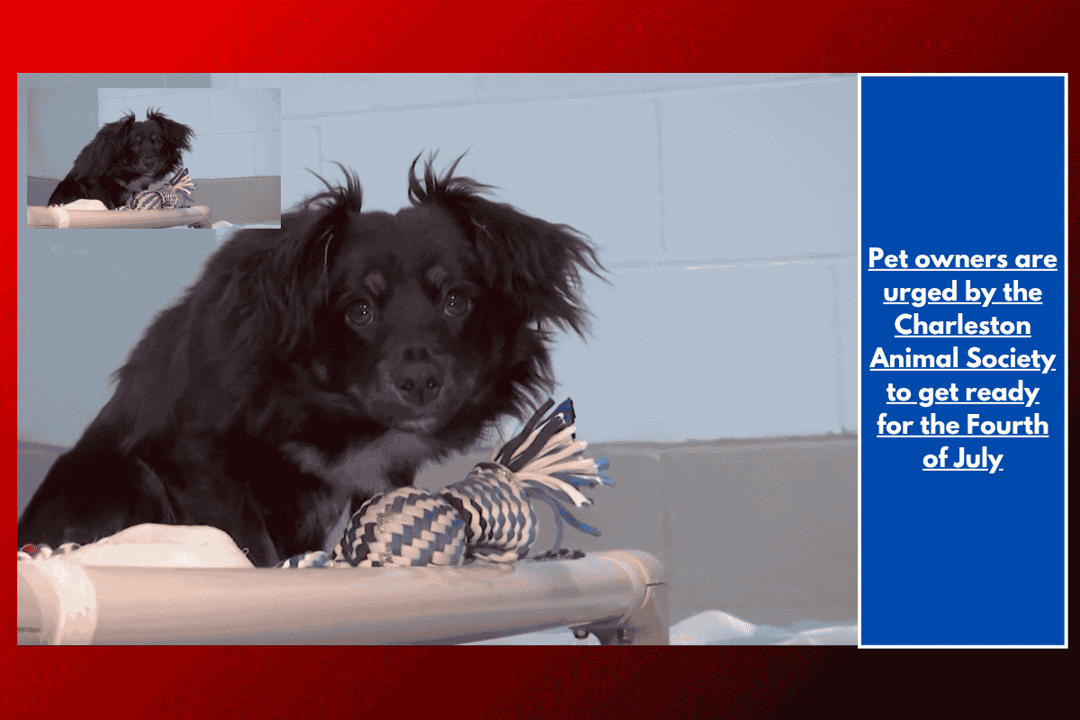 Pet owners are urged by the Charleston Animal Society to get ready for the Fourth of July