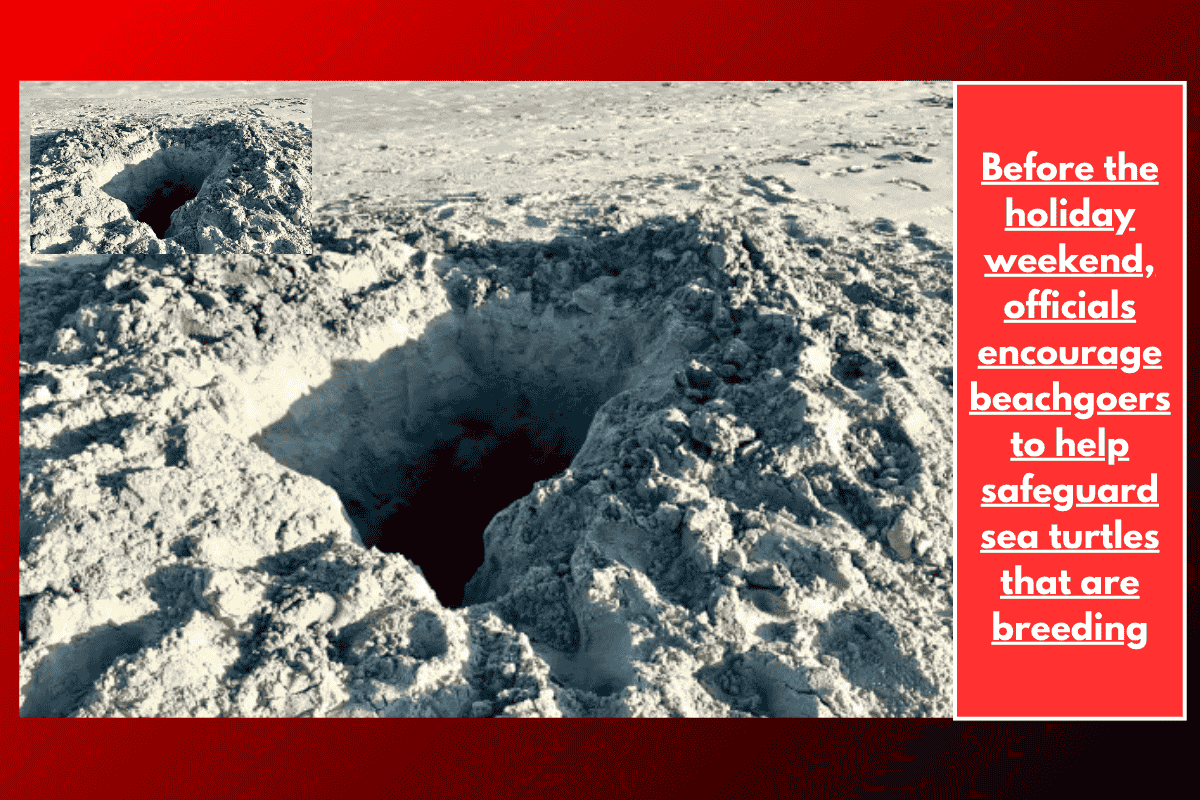 Before the holiday weekend, officials encourage beachgoers to help safeguard sea turtles that are breeding