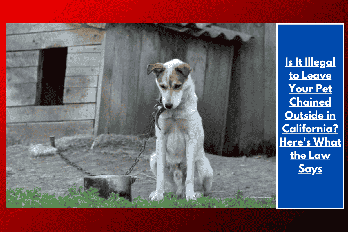 Is It Illegal to Leave Your Pet Chained Outside in California? Here's What the Law Says