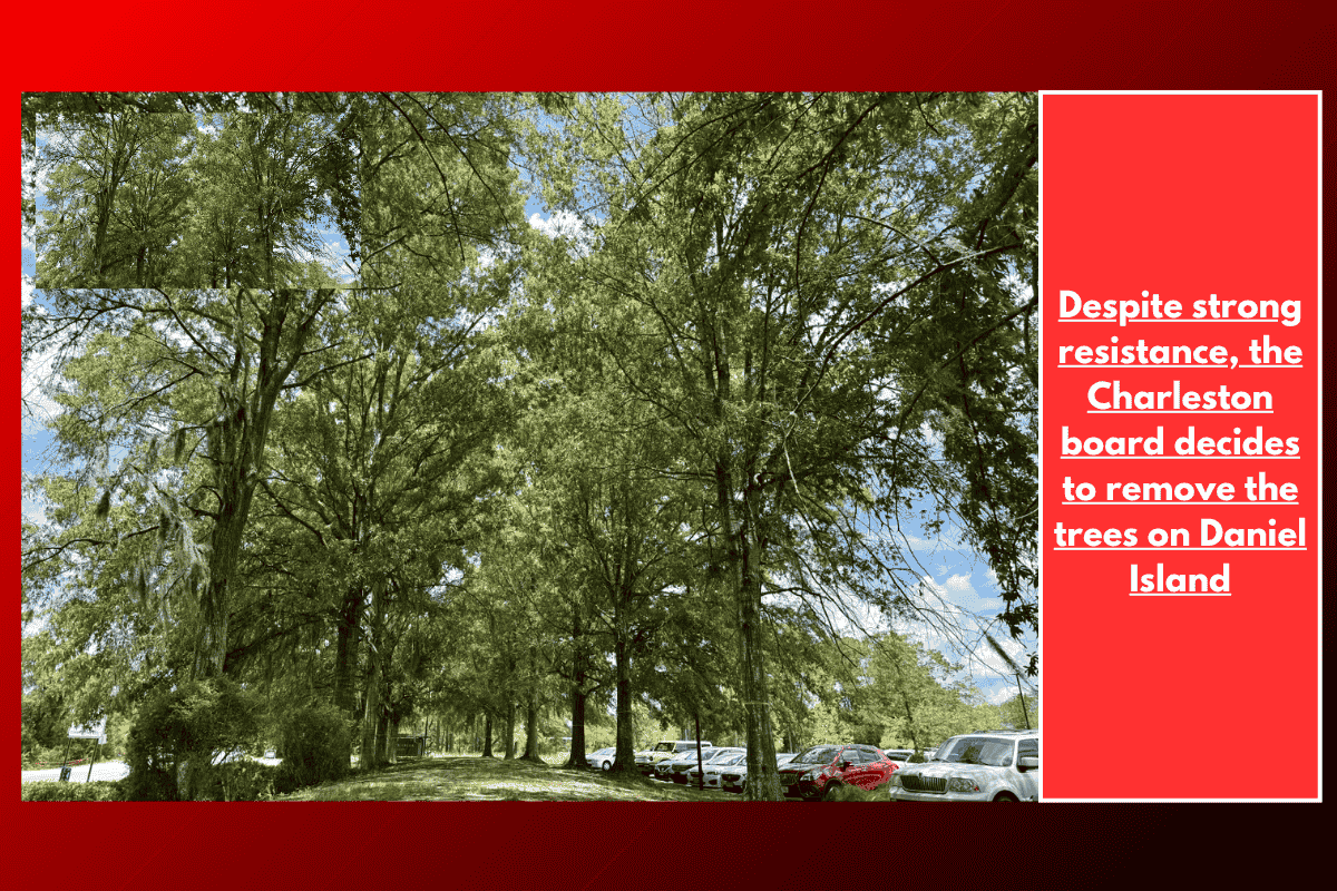 Despite strong resistance, the Charleston board decides to remove the trees on Daniel Island