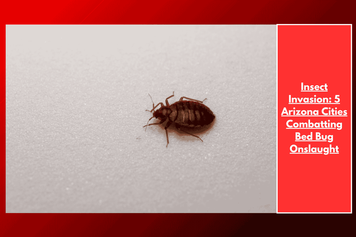 Insect Invasion: 5 Arizona Cities Combatting Bed Bug Onslaught