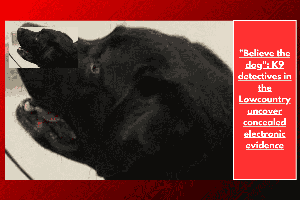 "Believe the dog": K9 detectives in the Lowcountry uncover concealed electronic evidence