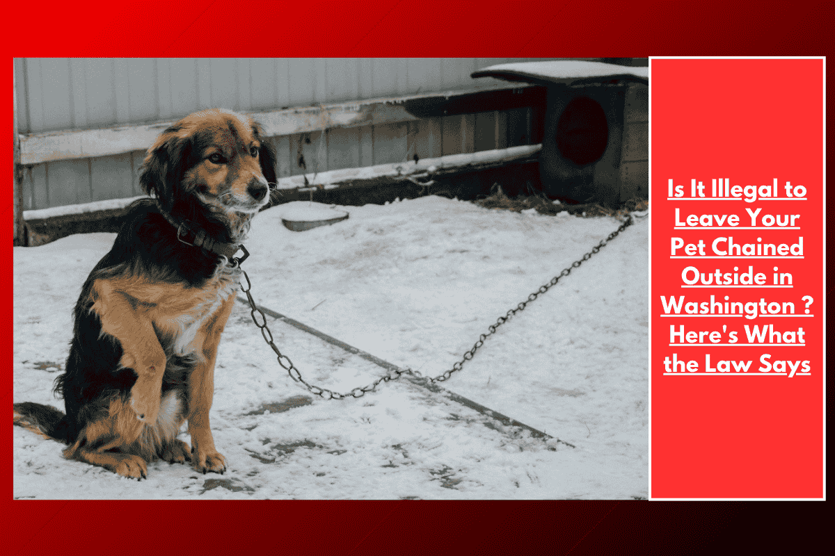 Is It Illegal to Leave Your Pet Chained Outside in Washington ? Here's What the Law Says