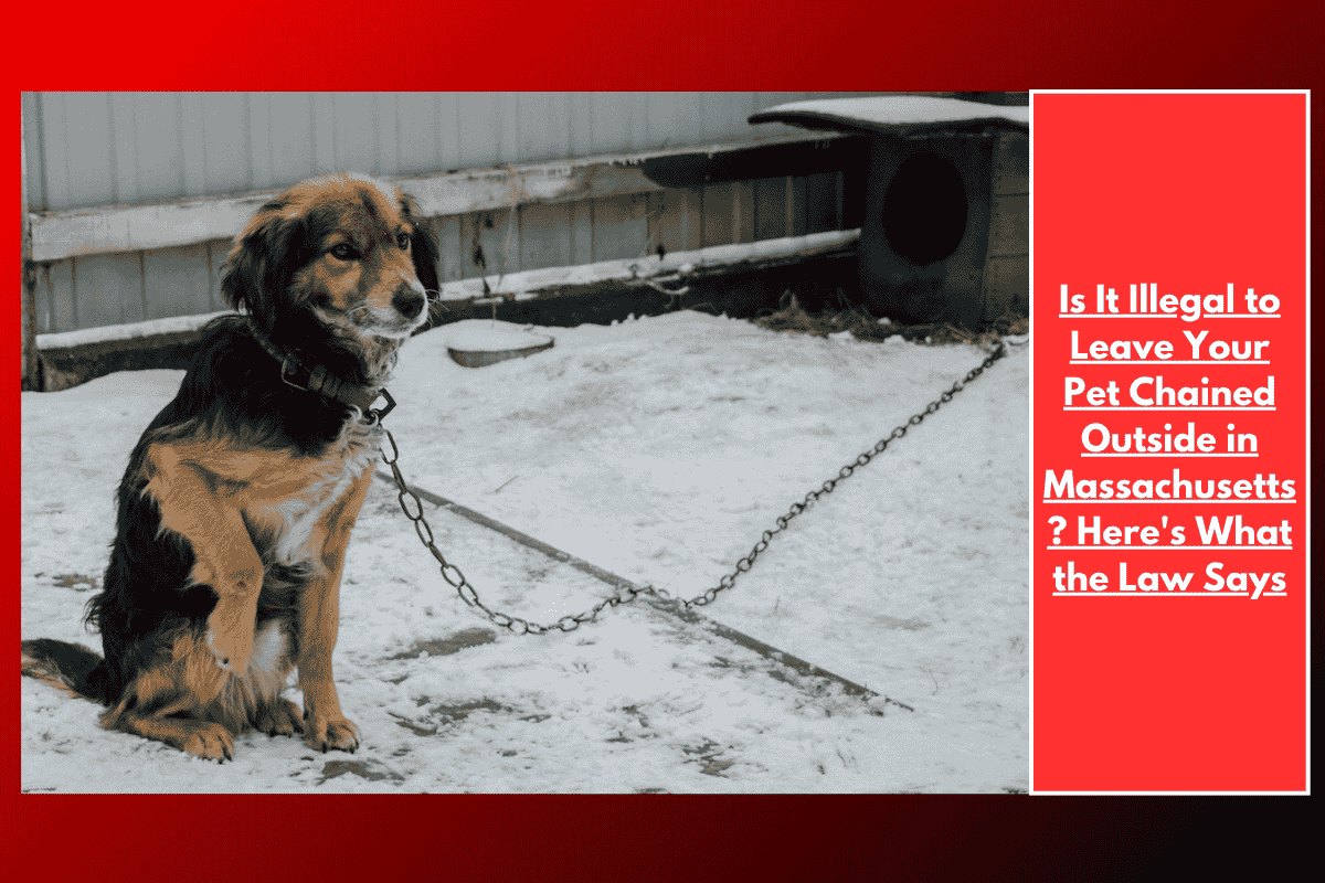 Is It Illegal to Leave Your Pet Chained Outside in Massachusetts? Here's What the Law Says