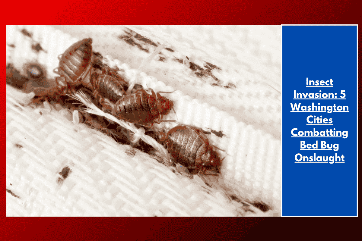 Insect Invasion: 5 Washington Cities Combatting Bed Bug Onslaught