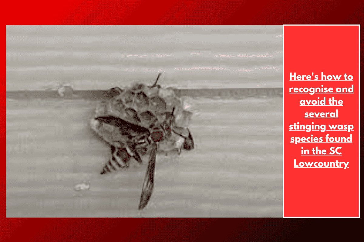Here's how to recognise and avoid the several stinging wasp species found in the SC Lowcountry