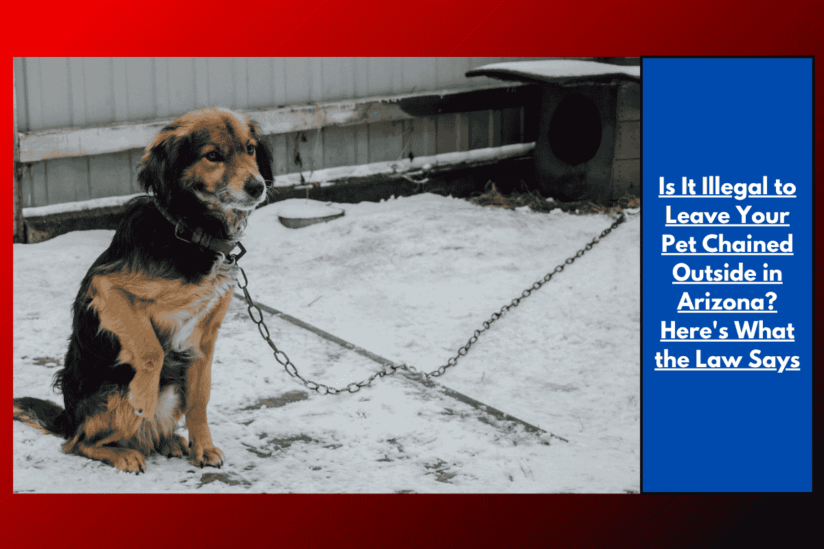 Is It Illegal to Leave Your Pet Chained Outside in Arizona? Here's What the Law Says