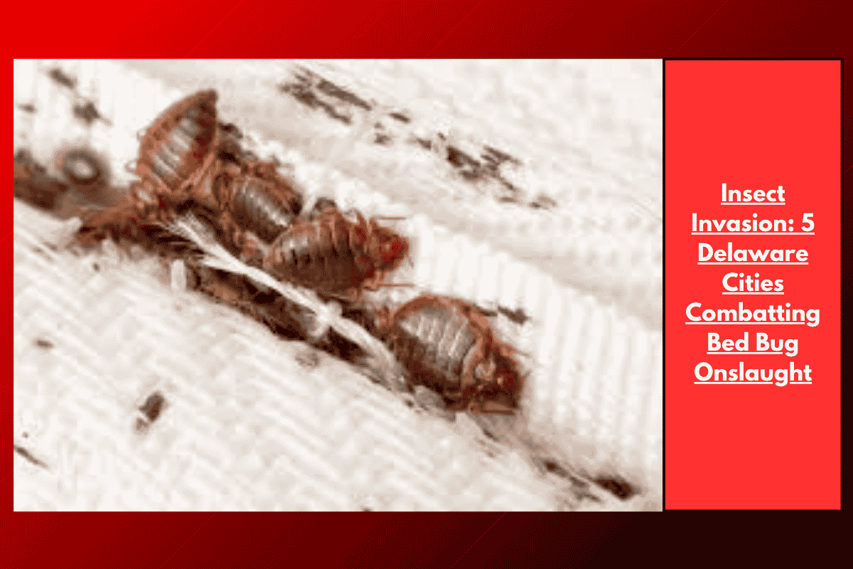 Insect Invasion: 5 Delaware Cities Combatting Bed Bug Onslaught