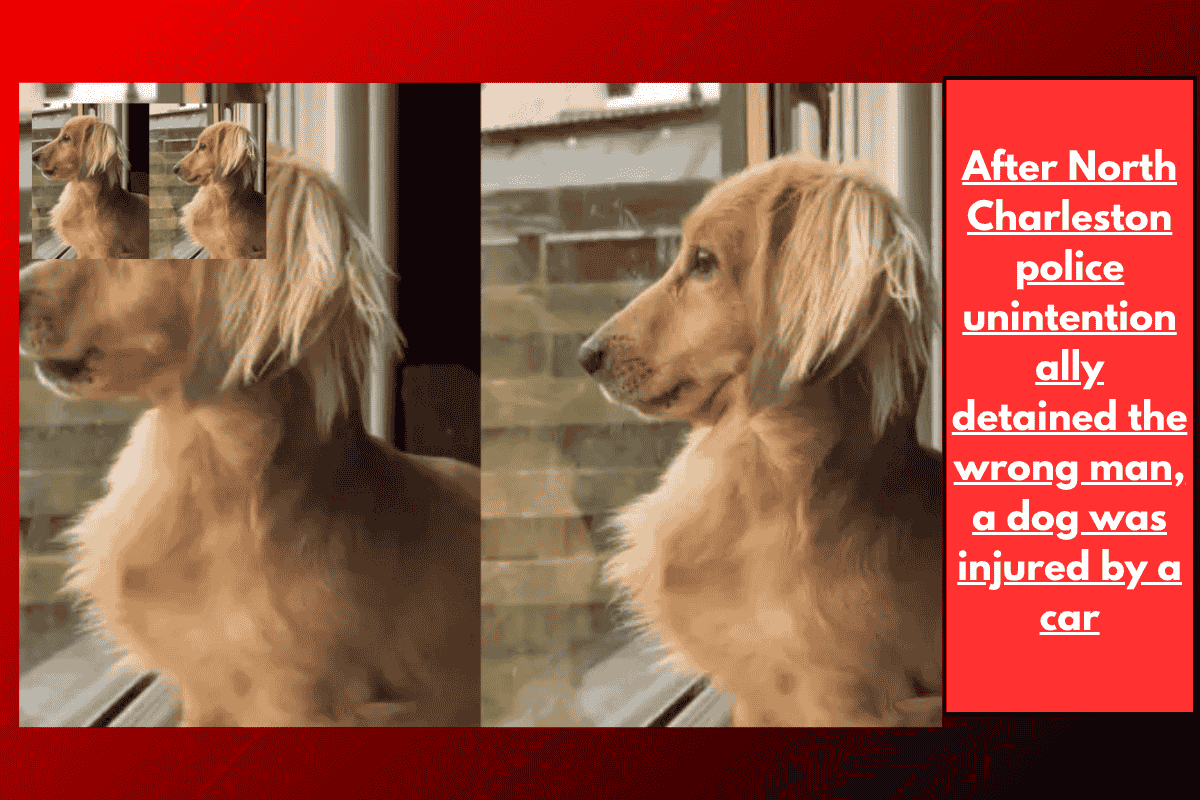 After North Charleston police unintentionally detained the wrong man, a dog was injured by a car