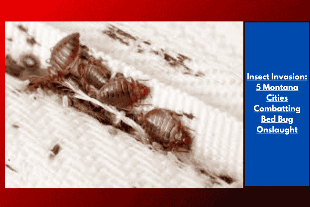 Insect Invasion 5 Montana Cities - Can Illinois Police Search My Phone During A Traffic Stop Heres What The Law Says 2025 07 10T163850.160 1024x683 