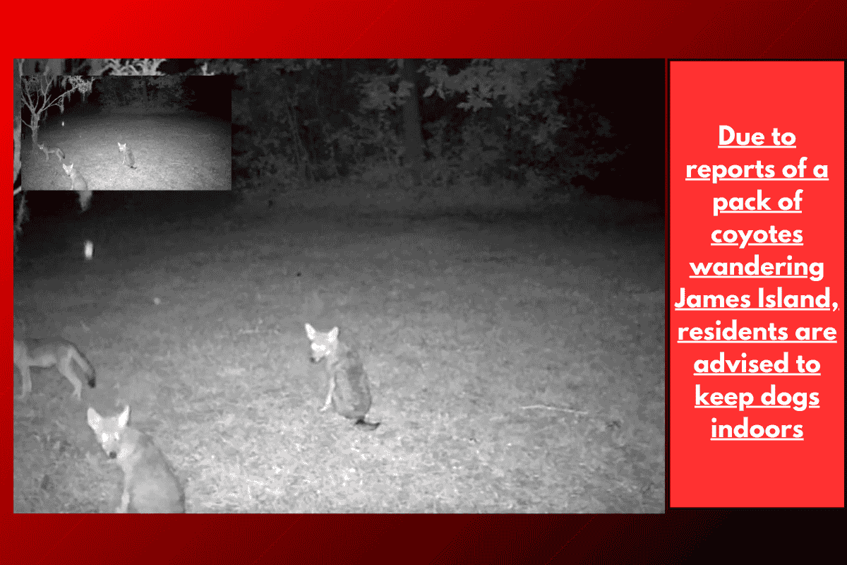 Due to reports of a pack of coyotes wandering James Island, residents are advised to keep dogs indoors