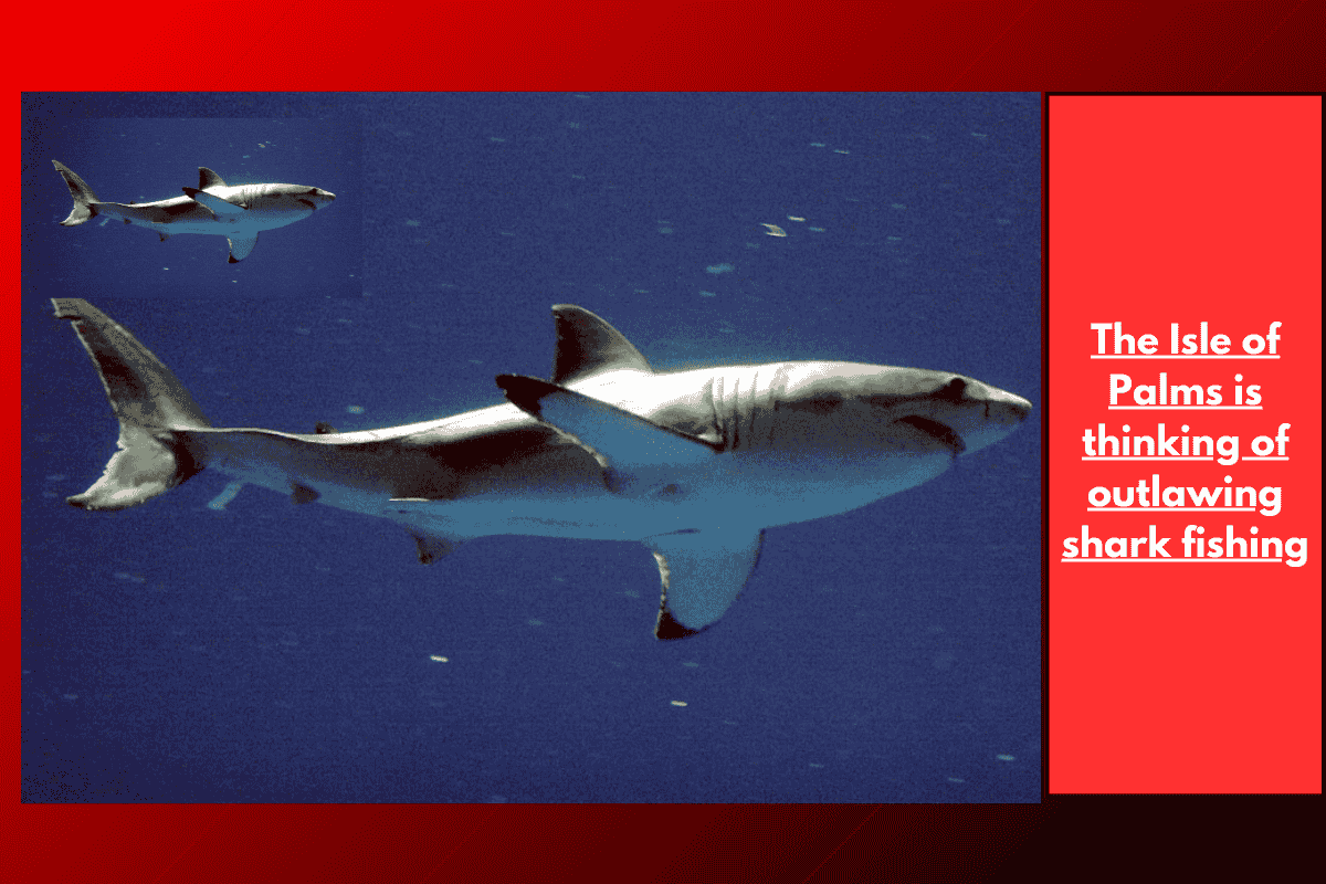 The Isle of Palms is thinking of outlawing shark fishing