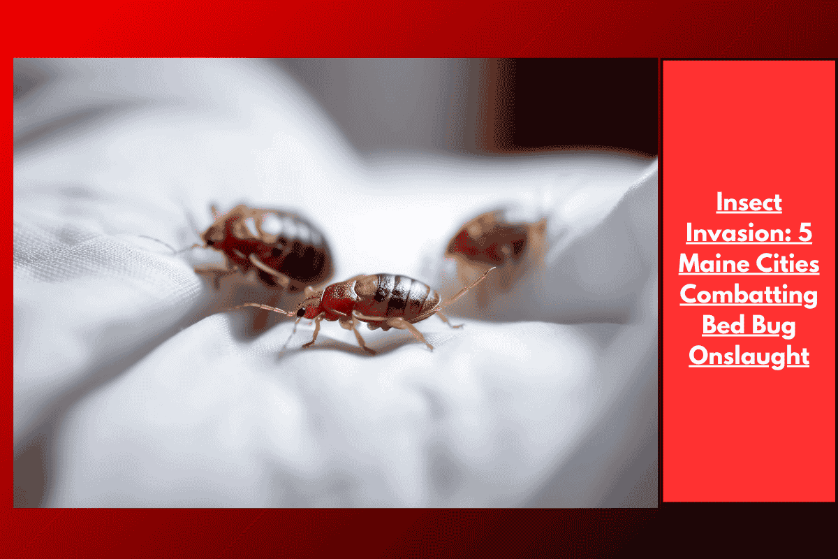 Insect Invasion: 5 Maine Cities Combatting Bed Bug Onslaught