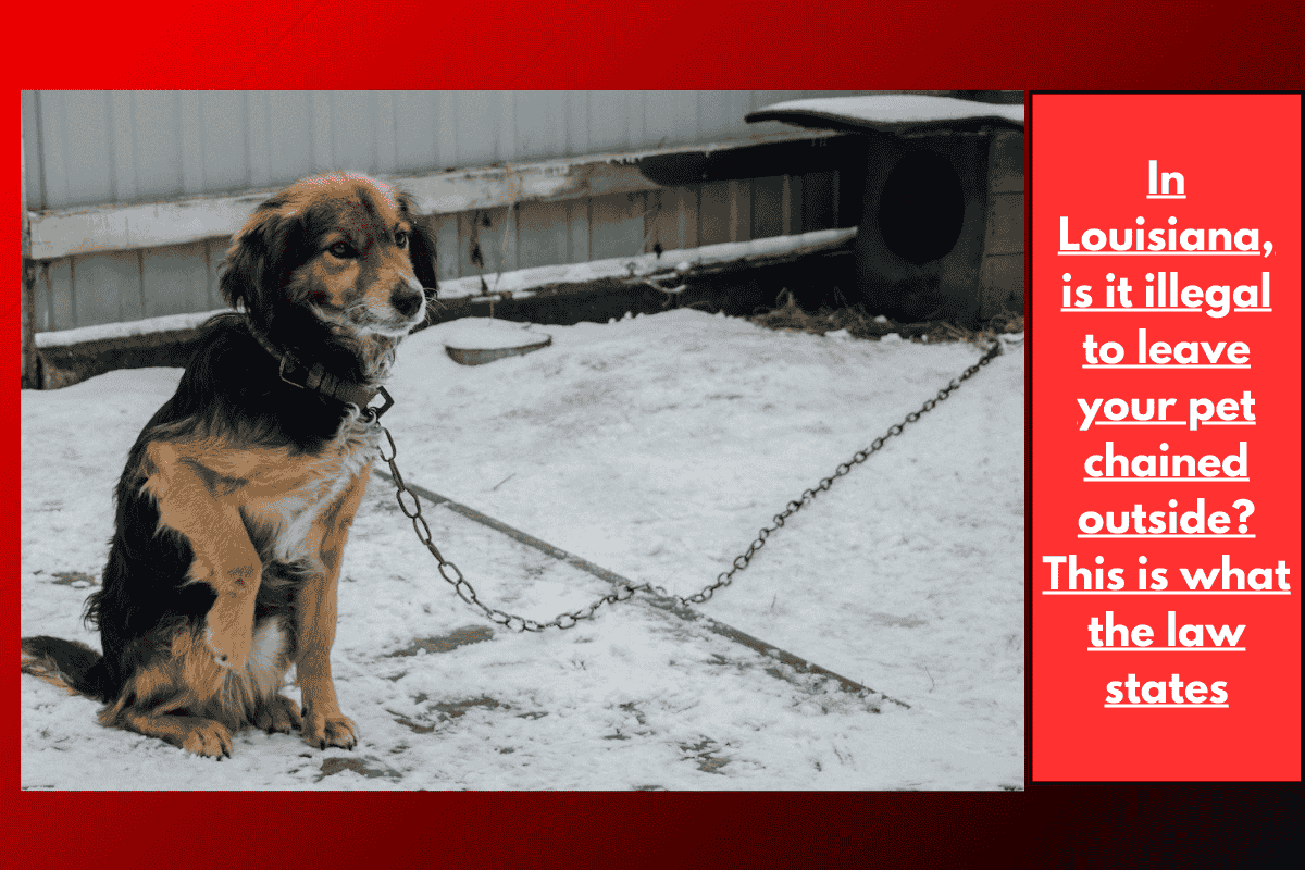 In Louisiana, is it illegal to leave your pet chained outside? This is what the law states