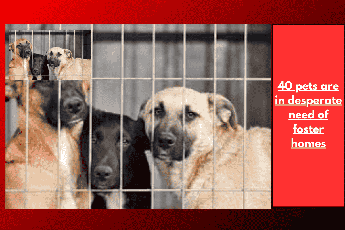 40 dogs are in urgent need of foster homes