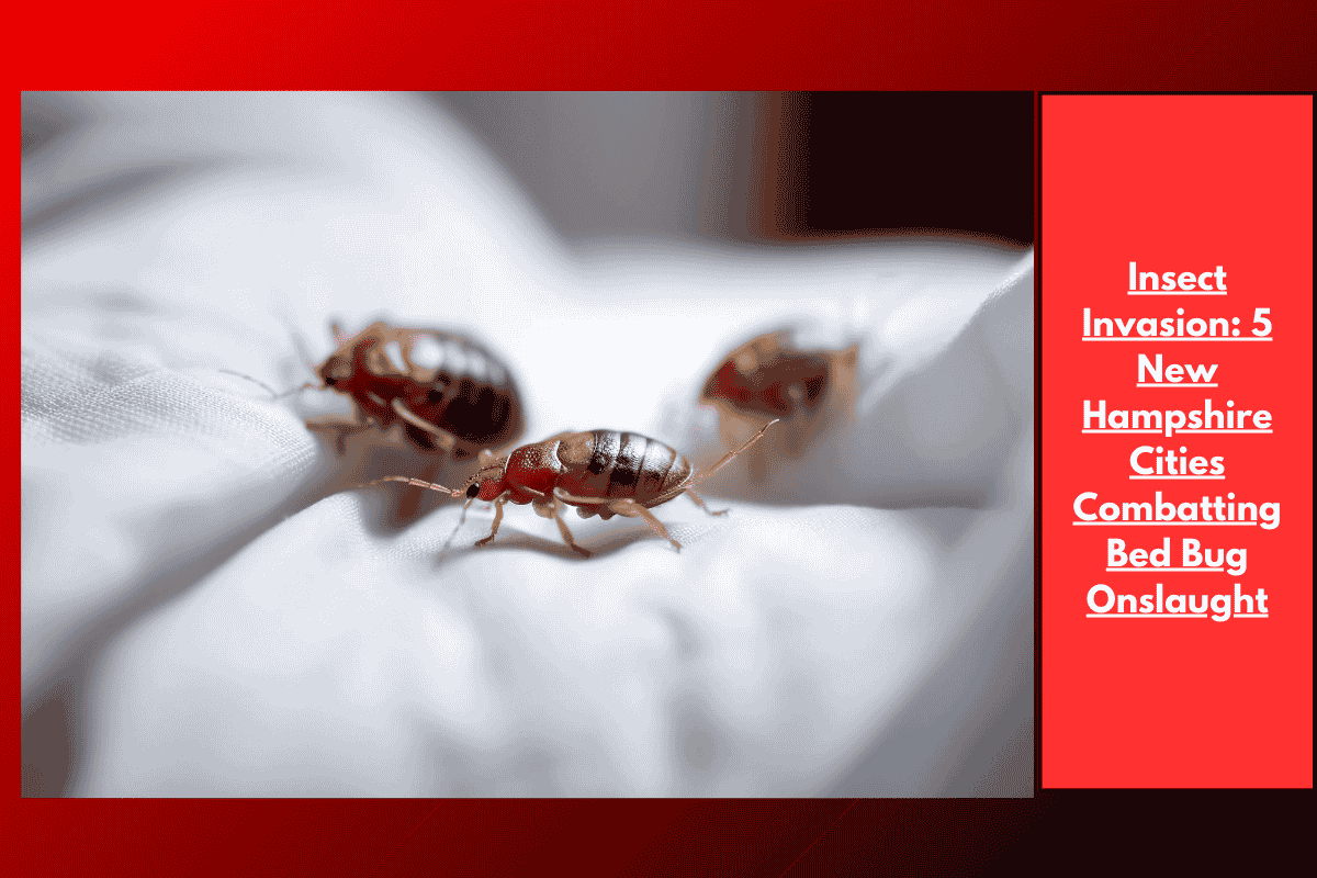 Insect Invasion: 5 New Hampshire Cities Combatting Bed Bug Onslaught