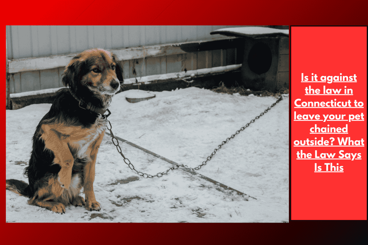 Is it against the law in Connecticut to leave your pet chained outside? What the Law Says Is This