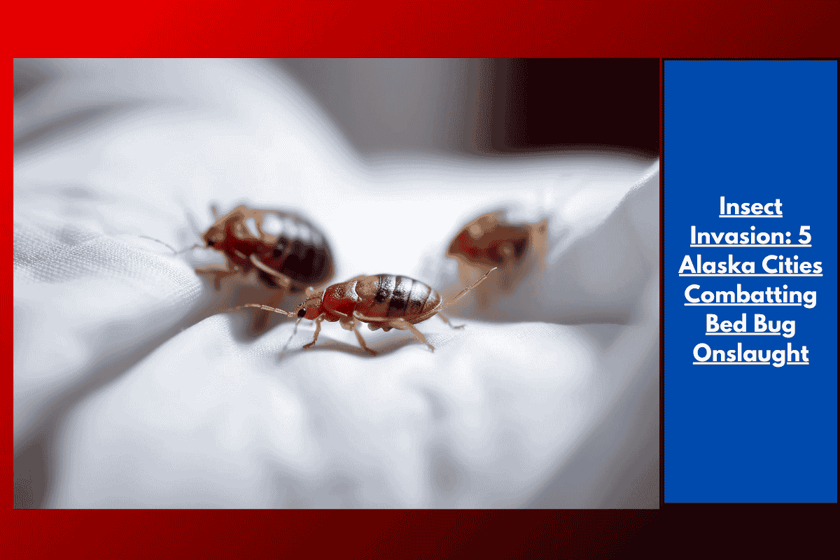 Insect Invasion: 5 Alaska Cities Combatting Bed Bug Onslaught