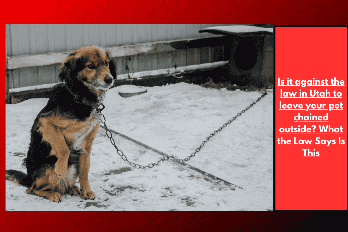 Is it against the law in Utah to leave your pet chained outside? What the Law Says Is This