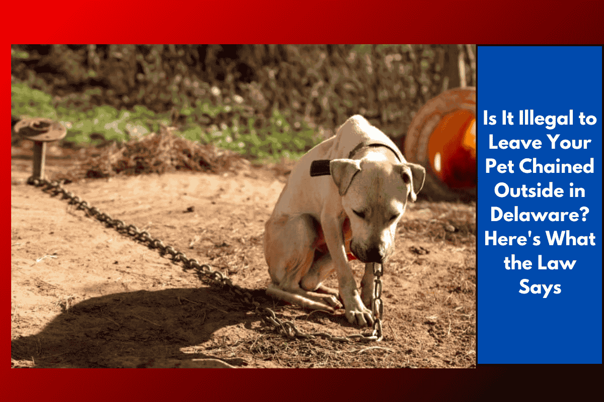Is It Illegal to Leave Your Pet Chained Outside in Delaware? Here's What the Law Says
