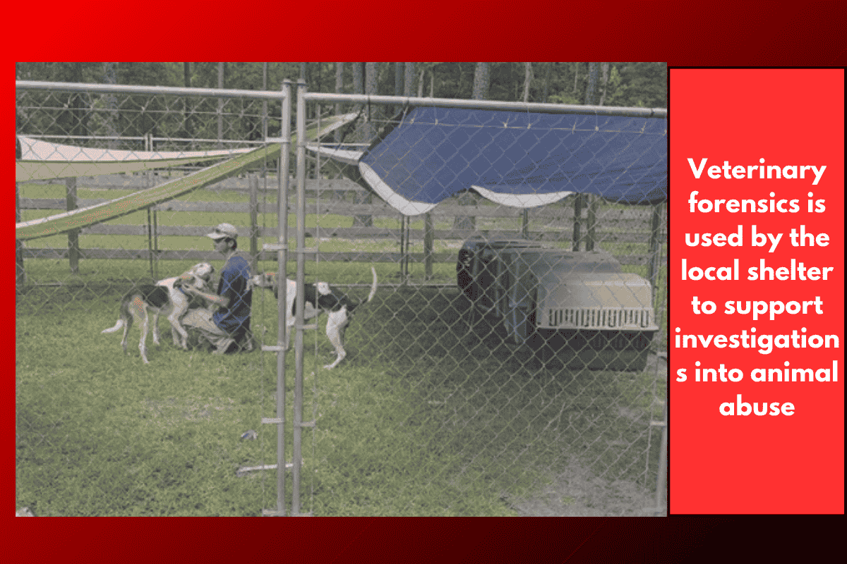 Veterinary forensics is used by the local shelter to support investigations into animal abuse